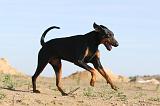 DOBERMANN 633